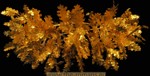 Golden wraith